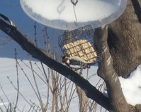 Downy woodpecker the suet cage is the same size as the other picture.