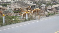 Vicunas