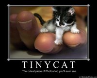 633600136391074038-tinycat.jpg