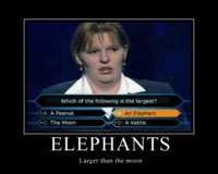 elephants.gif