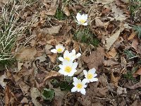 DSCF4128 (Large).JPG