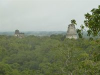 The view from the highest pyramid in Tikal.