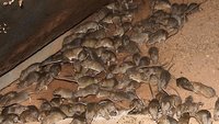 068616-mice-plague.jpg