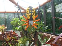 DSCF6162 (Large).JPG