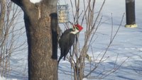 Pileated woodpecker
