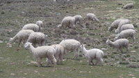 Alpacas