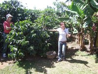 Our cute young guide teaches us all about coffee. The cherries are harvested by hand.