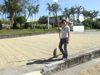 Here the coffee beans are naturally dried. They are turned every 30 minutes using that rake she is holding. Want a job?
