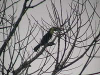 A Toucan posed in a tree for us.