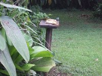They put out bananas and lots of small birds came to the feeder.