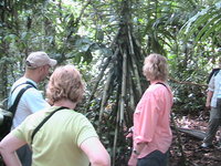 this is a walking palm, these trees can actually move to get into the sunlight. the movement is very slow, but they do &quot;walk&quot;