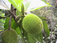 one of the strange fruits that abound in the jungle