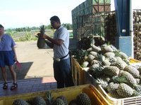 ripe pineapples ready to be sorted and packed