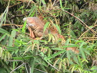 proof that iguanas grow on trees