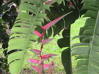 A heliconia flower, there were lots of these around.