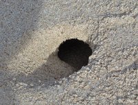 Crab hole