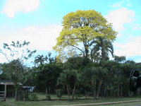 It was their dry season, and these huge trees were covered in yellow flowers.