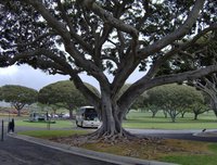 Cool Tree at PunchBowl