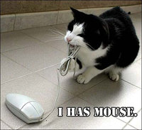 kitty018.jpg