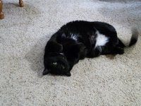 Lucy, using pet mode and no flash